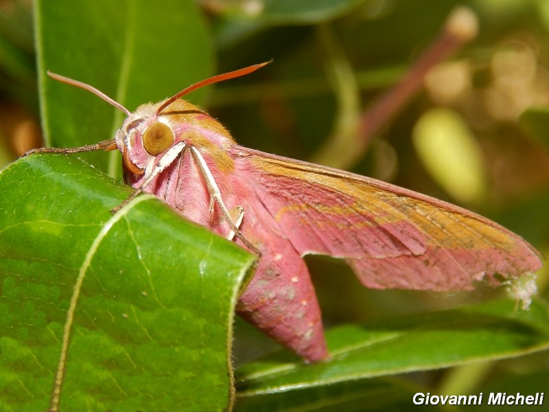 Deilephila porcellus (303^ specie )
